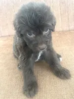 Carlton, a male Sheepadoodle for sale in Marion, IN – 8 of 10