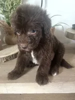 Carlton, a male Sheepadoodle for sale in Marion, IN – 3 of 10
