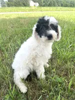 Vega, a male Sheepadoodle for sale in Marion, IN – 6 of 10