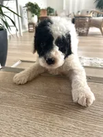 Dixon, a male Sheepadoodle for sale in Marion, IN – 10 of 10