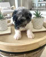 Sylvia, a female Sheepadoodle for sale in Marion, IN – 7 of 10