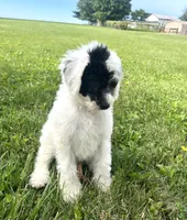 Vega, a male Sheepadoodle for sale in Marion, IN – 5 of 10