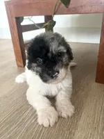 Sylvia, a female Sheepadoodle for sale in Marion, IN – 3 of 10