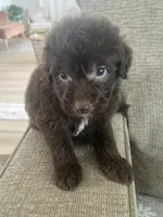 Carlton, a male Sheepadoodle for sale in Marion, IN – 4 of 10