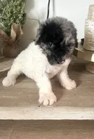 Sylvia, a female Sheepadoodle for sale in Marion, IN – 5 of 10