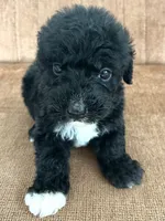 Palmer, a female Sheepadoodle for sale in Marion, IN – 10 of 10