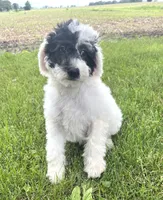 Vega, a male Sheepadoodle for sale in Marion, IN – 3 of 10