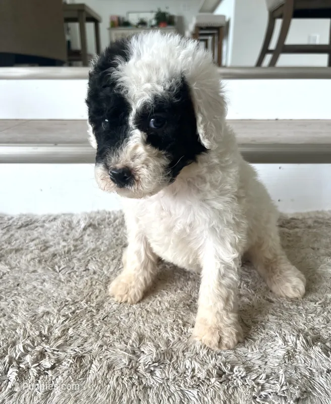 Ranger – Sheepadoodle puppy for sale in Marion, IN