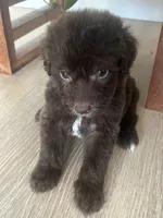 Carlton, a male Sheepadoodle for sale in Marion, IN – 2 of 10