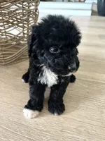 Palmer, a female Sheepadoodle for sale in Marion, IN – 9 of 10