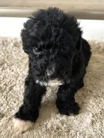 Palmer, a female Sheepadoodle for sale in Marion, IN – 5 of 10