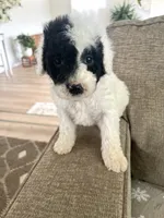 Dixon, a male Sheepadoodle for sale in Marion, IN – 9 of 10