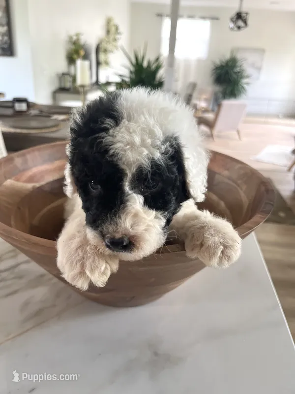 Dixon – Sheepadoodle puppy for sale in Marion, IN