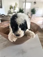 Dixon, a male Sheepadoodle for sale in Marion, IN – 1 of 10