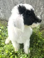 Vega, a male Sheepadoodle for sale in Marion, IN – 2 of 10