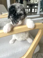 Sylvia, a female Sheepadoodle for sale in Marion, IN – 2 of 10