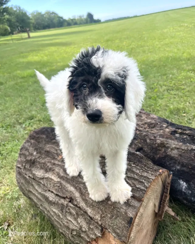 Vega – Sheepadoodle puppy for sale in Marion, IN