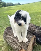 Vega, a male Sheepadoodle for sale in Marion, IN – 1 of 10