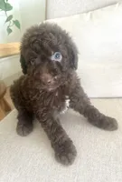 Brunson, a male Sheepadoodle for sale in Marion, IN – 10 of 10