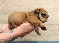 Red male, a male English Bulldog for sale in Holmen, WI – 2 of 4