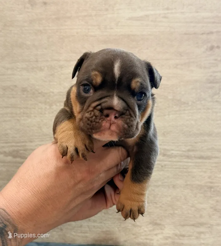  Chocolate male – English Bulldog puppy for sale in Holmen, WI