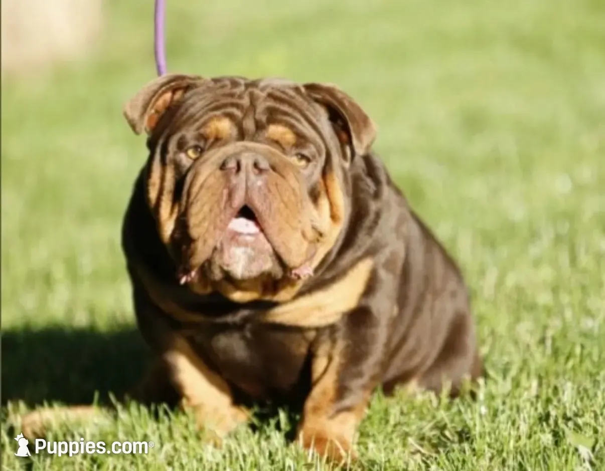 Red male, a male English Bulldog for sale in Holmen, WI – 4 of 4