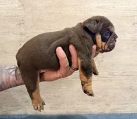  Chocolate male, a male English Bulldog for sale in Holmen, WI – 2 of 4