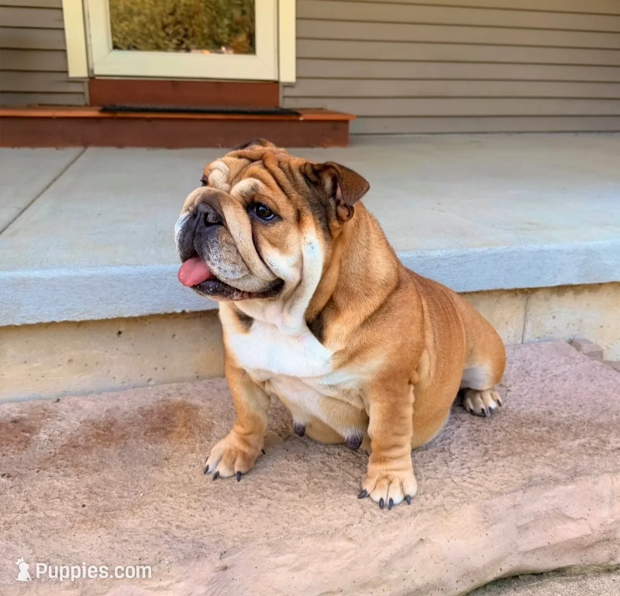 Red male, a male English Bulldog for sale in Holmen, WI – 3 of 4