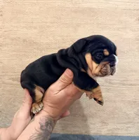 Black female , a female English Bulldog for sale in Holmen, WI – 2 of 4