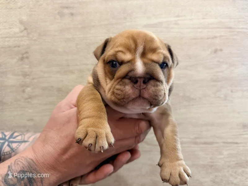 Red male – English Bulldog puppy for sale in Holmen, WI