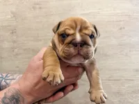 Red male, a male English Bulldog for sale in Holmen, WI – 1 of 4