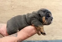 Blue boy, a male English Bulldog for sale in Holmen, WI – 2 of 4