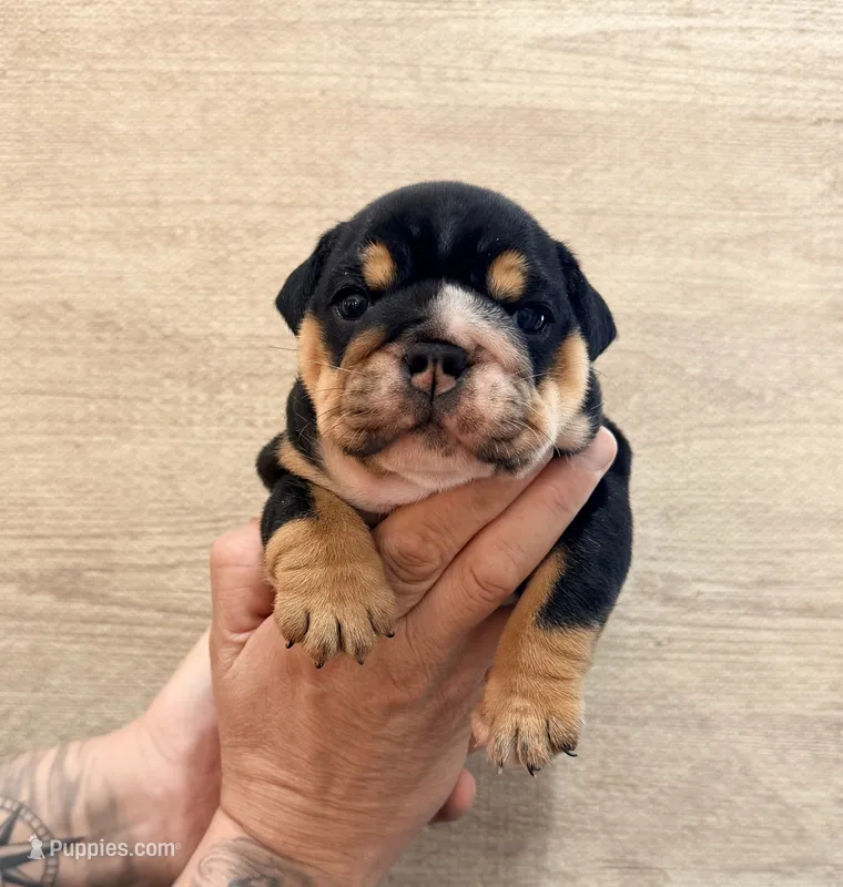 Black female  – English Bulldog puppy for sale in Holmen, WI