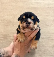 Black female , a female English Bulldog for sale in Holmen, WI – 1 of 4