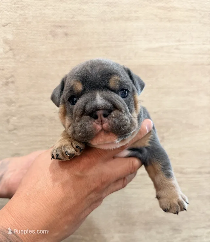Blue boy – English Bulldog puppy for sale in Holmen, WI