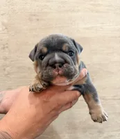 Blue boy, a male English Bulldog for sale in Holmen, WI – 1 of 4