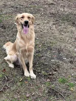 Willow, a female Golden Retriever for sale in Charleston Afb, SC – 3 of 7