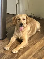 Willow, a female Golden Retriever for sale in Charleston Afb, SC – 2 of 7