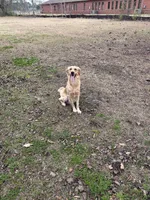 Willow, a female Golden Retriever for sale in Charleston Afb, SC – 7 of 7