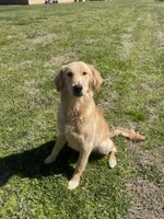 Willow, a female Golden Retriever for sale in Charleston Afb, SC – 6 of 7
