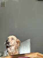 Willow, a female Golden Retriever for sale in Charleston Afb, SC – 4 of 7