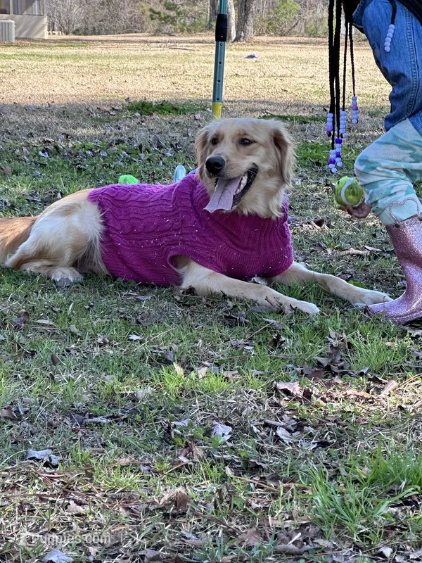 Willow – Golden Retriever puppy for sale in Charleston Afb, SC