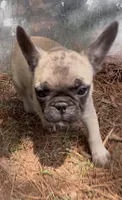 Oscar the Grouch , a male French Bulldog for sale in Chesapeake, VA – 4 of 5