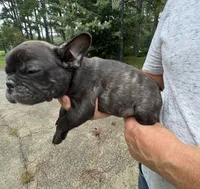 Teacup#2 AKC, a male French Bulldog for sale in Chesapeake, VA – 3 of 3
