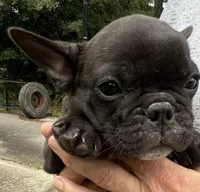 Teacup#2 AKC, a male French Bulldog for sale in Chesapeake, VA – 2 of 3
