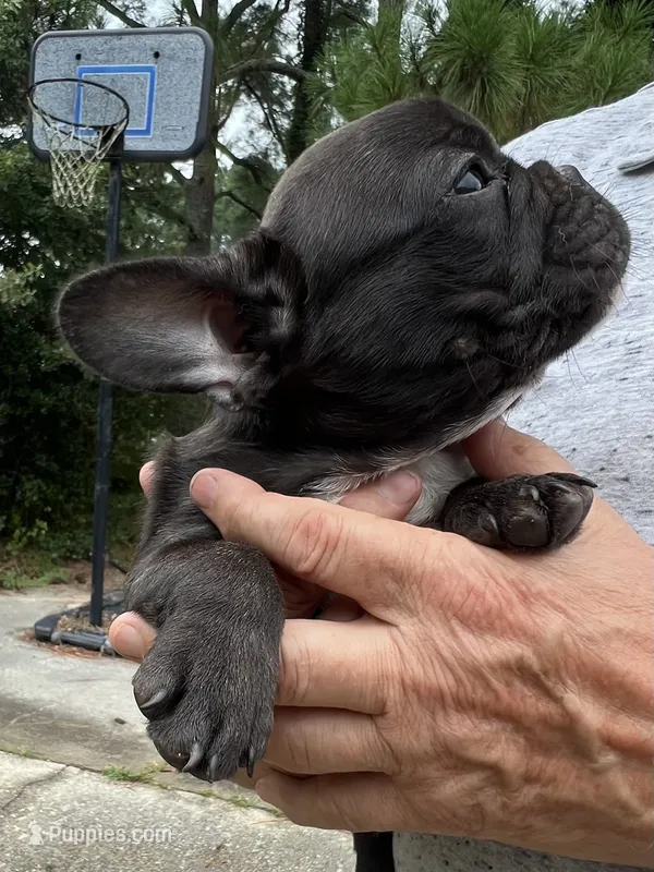 Teacup#2 AKC – French Bulldog puppy for sale in Chesapeake, VA