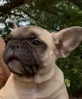 Oscar the Grouch , a male French Bulldog for sale in Chesapeake, VA – 2 of 5