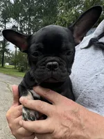 Teacup#3 AKC, a female French Bulldog for sale in Chesapeake, VA – 3 of 4
