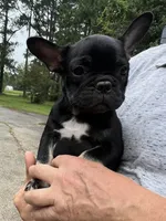 Teacup#3 AKC, a female French Bulldog for sale in Chesapeake, VA – 2 of 4