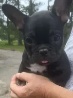 Teacup#3 AKC, a female French Bulldog for sale in Chesapeake, VA – 1 of 4